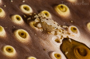 Bum Bum Crab 2 by Tony Cherbas 
